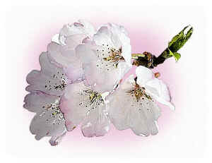 CherryBlossoms03.jpg (67229 bytes)
