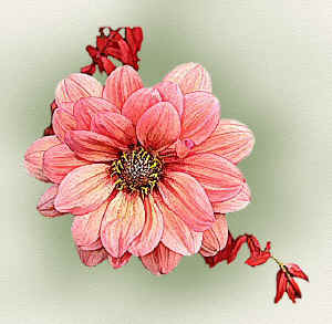 Pinkflower.jpg (85843 bytes)