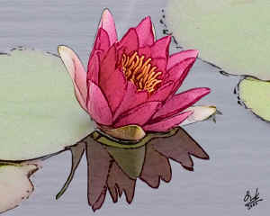 RedWaterLily.jpg (80896 bytes)