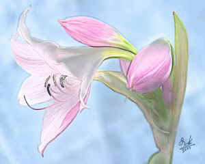 amyrillis-pink.jpg (45164 bytes)