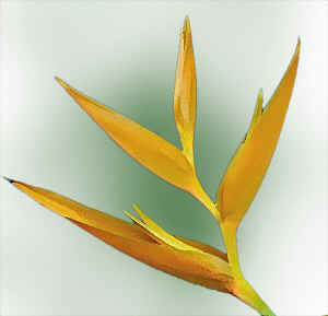 birdofparadise-yellow.jpg (54636 bytes)