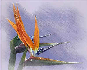 birdofparadise.jpg (99140 bytes)