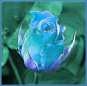 bluerose.jpg (98461 bytes)