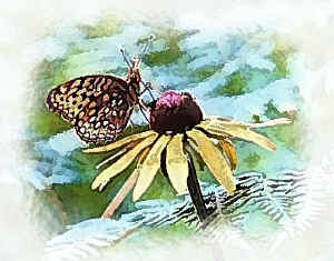 butterfly+coneflower.jpg (125375 bytes)