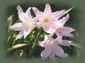 flowers painted.jpg (89266 bytes)