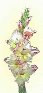 glads.jpg (44373 bytes)
