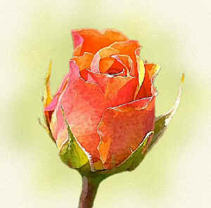 peachrose.jpg (57783 bytes)