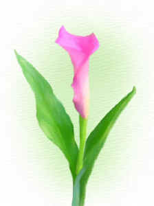 pinkcallalily-oil.jpg (63408 bytes)