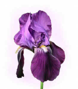 purpleiris-oil.jpg (112809 bytes)