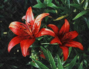 redlilies.jpg (111157 bytes)