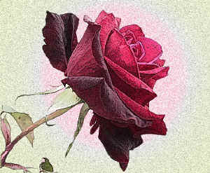 rose-colorednoise.jpg (121577 bytes)