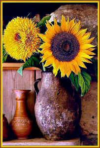 sunflower.jpg (144830 bytes)