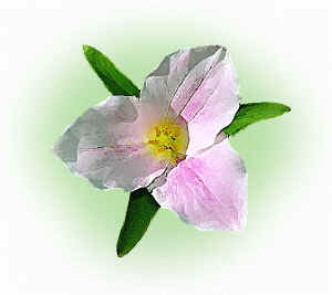 trillium.jpg (76077 bytes)