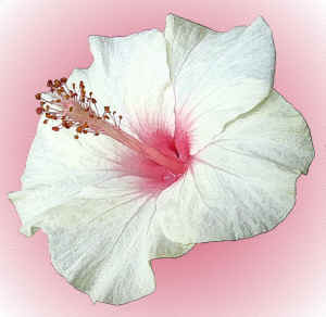 whitehybiscusonpink.jpg (86249 bytes)