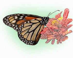 ButterflyOnRedBlossom.jpg (181777 bytes)