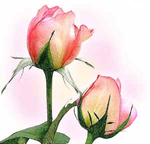 JoEllensRoses.jpg (182512 bytes)