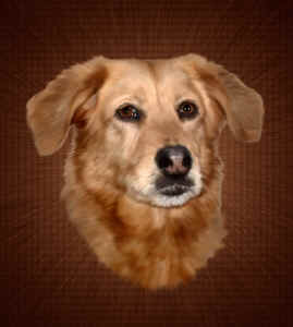 PIPPIN.jpg (77849 bytes)
