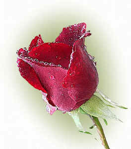 RedRose.jpg (92544 bytes)