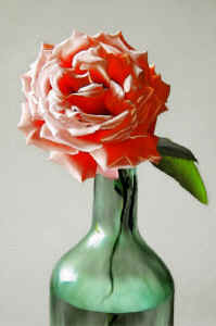 Rose2.jpg (96361 bytes)