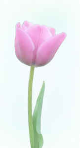 Single-Tulip.jpg (85365 bytes)