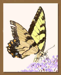 Swallowtail5.jpg (108397 bytes)