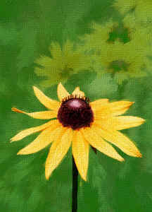 blacksusan1.jpg (99032 bytes)