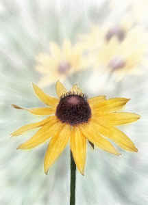 blacksusan2.jpg (59746 bytes)