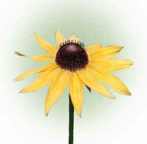 blacksusan3.jpg (42831 bytes)