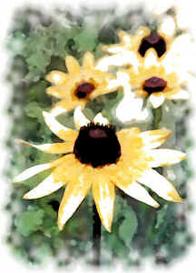 blacksusan.jpg (57687 bytes)