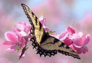 bobtownsendsbutterfly.jpg (107077 bytes)