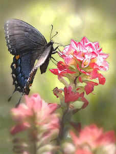 butterfly.jpg (75480 bytes)