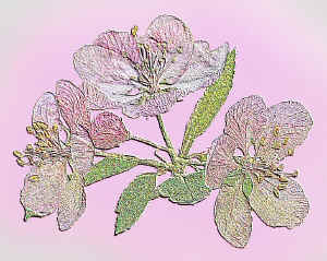 cherryblossomsembossed.jpg (174573 bytes)