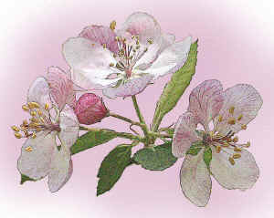 cherryblossomswatercolor.jpg (148064 bytes)