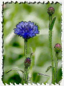 cornflower.jpg (87467 bytes)