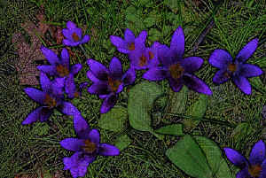 crocusdark.jpg (236660 bytes)