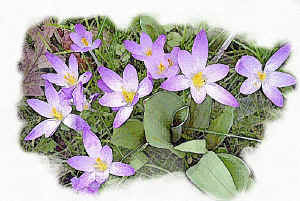 crocuslight.jpg (191025 bytes)