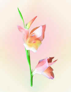 digitalflowersoft.jpg (67714 bytes)
