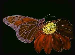 dk butterfly.jpg (105265 bytes)
