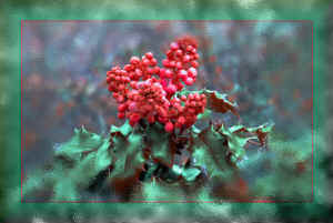 grapeholly.jpg (119139 bytes)
