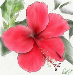 hibiscuswatercolor.jpg (140154 bytes)