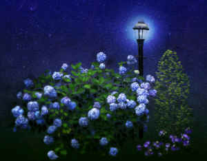 hydrangeaandlantern.jpg (125248 bytes)