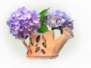 hydrangeas1.jpg (142701 bytes)