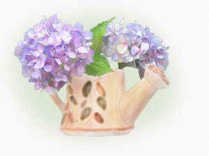 hydrangeas2.jpg (160576 bytes)
