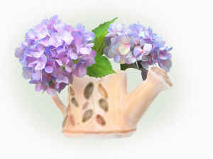 hydrangeas3.jpg (127529 bytes)