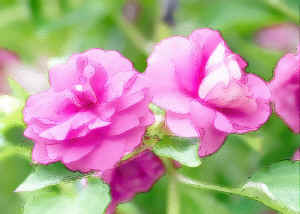 impatiens2.jpg (129563 bytes)