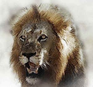 lion.jpg (92832 bytes)