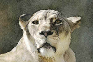 lioness.jpg (182773 bytes)
