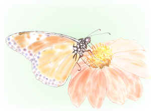 monarch-inprogress.jpg (264446 bytes)