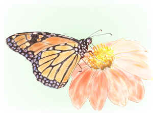 monarch-susie.jpg (345228 bytes)