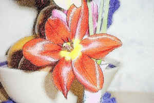 open-tulip.jpg (181399 bytes)